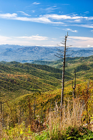 LeConte View