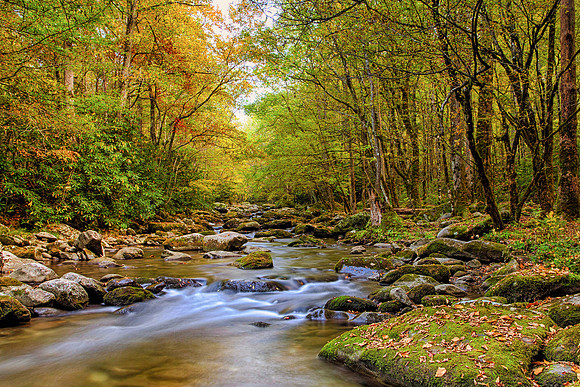 Fall in the Forest