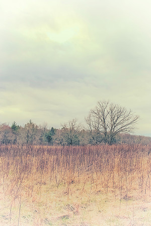Fallow Field