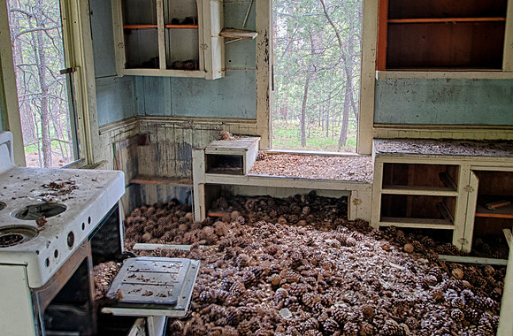 Pine Cones in the Kitchen