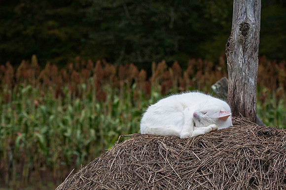 Asleep on the Job
