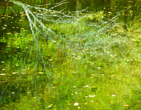 Monet's Dream