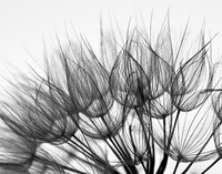 Filigree