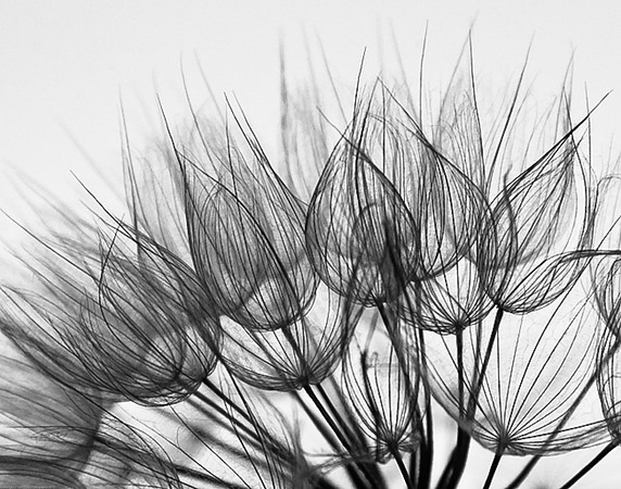 Filigree
