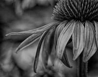 Night Bloom