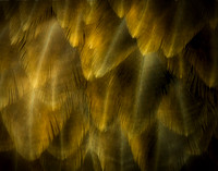 Feather Soft