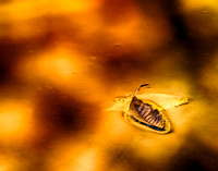 Firewater