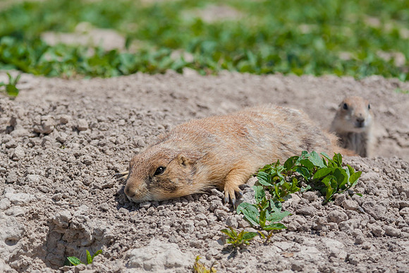 Prairie Dog Photo Bomb
