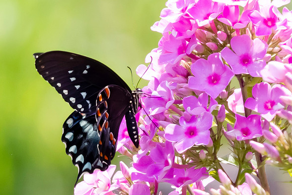 Butterfly on Flower