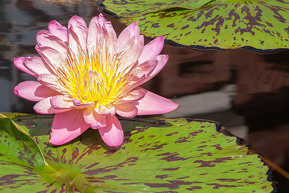 Pink Glory