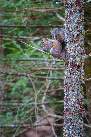 Breakfast in the Trees