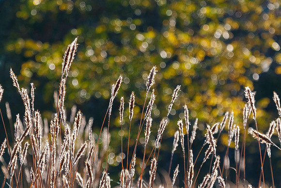Morning in the Field