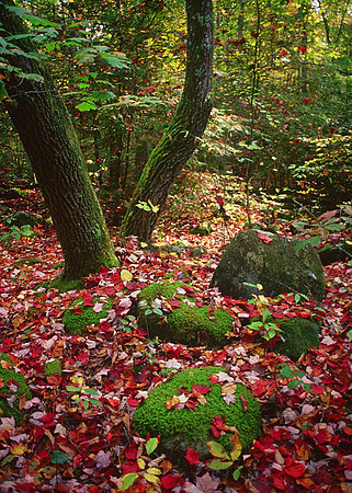 Jewels of the Forest