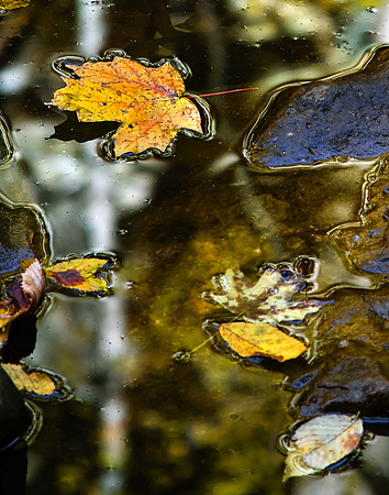 Autumn's Journey