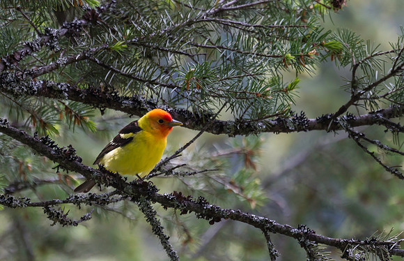 Western Tanager
