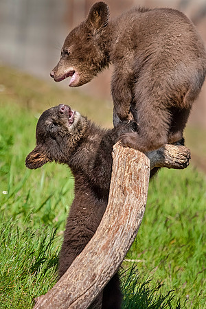 The Singing of the Bears