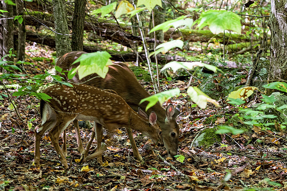 Momma's Love