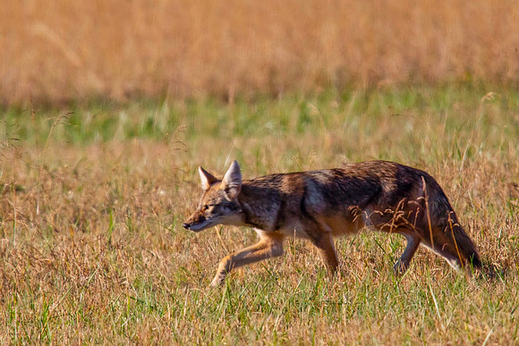 On the Prowl
