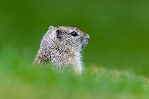 Marmot Vigil