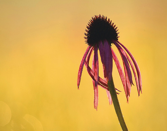 Prairie Conflower