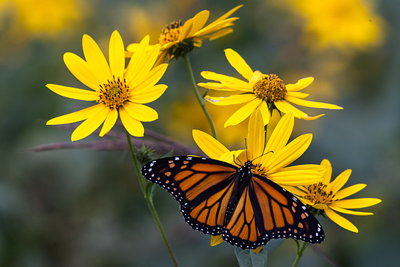 Monarch