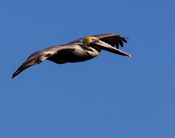 Pelican