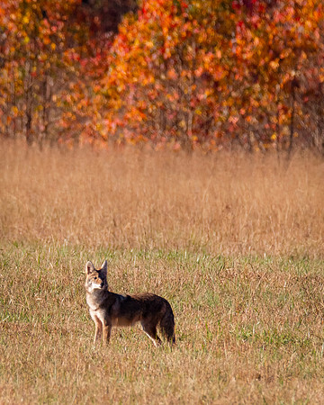 Cades Cove Coyote