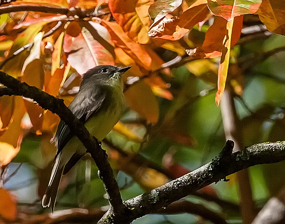 Autumn Song