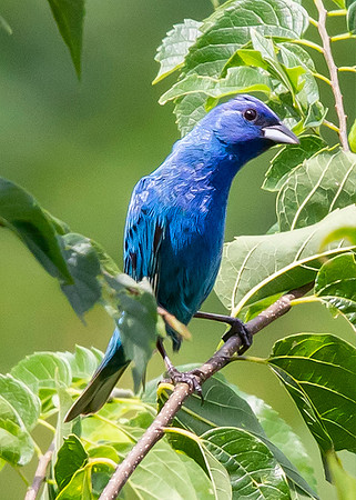 Indigo Bunting