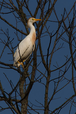 Cattle Egret