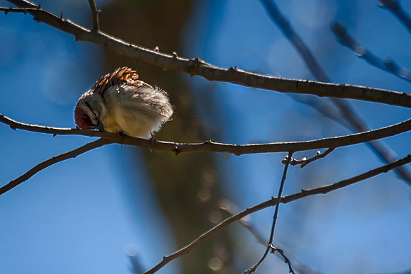 Seepy Bird
