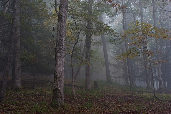 Trees in the Mist