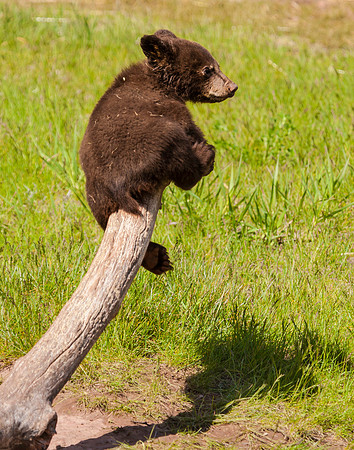 Just Hanging Out