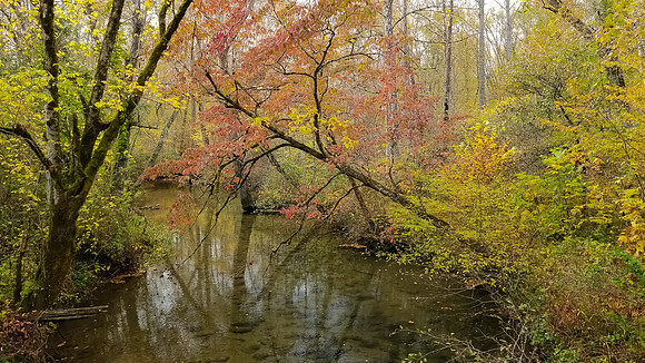 Tree over Stream