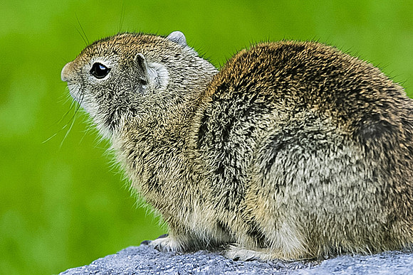 Yellow Bellied Marmot