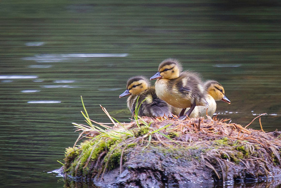 A Little Water and Quackers