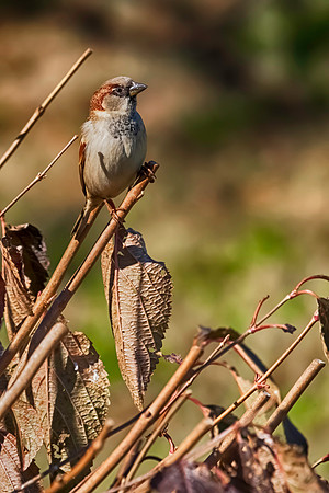 House Sparrow