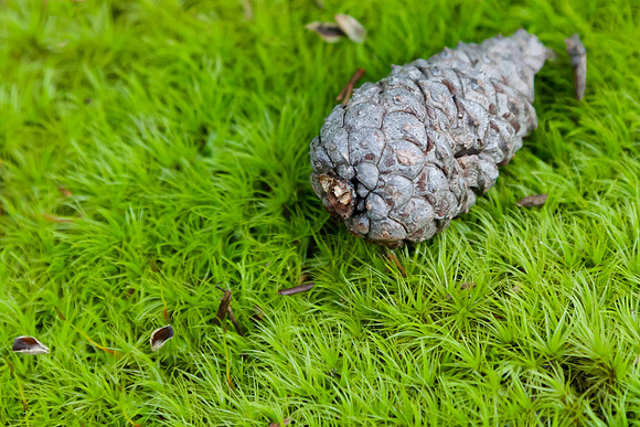 Pine Cone on the Green