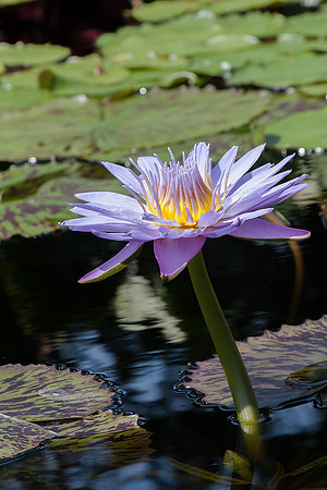 Purple Lily