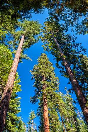 Forest View