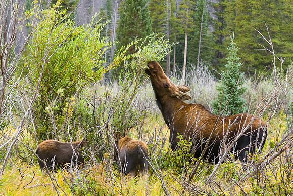 Moose Munch
