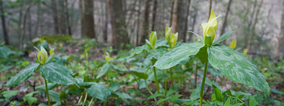 Trilliums in the Trees