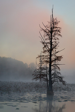 Cypress Sunrise