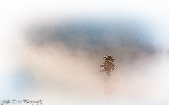 Cypress in the Mist