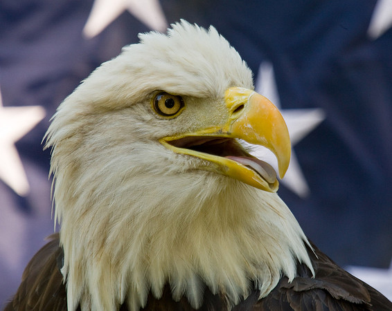 Patriot