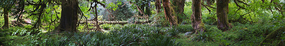 Hoh Rainforest Panorama