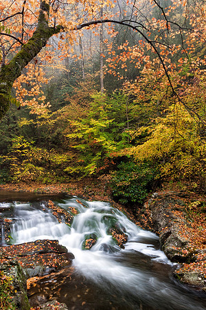 Autumn Stream