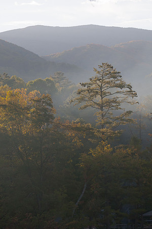Trees in the Mist