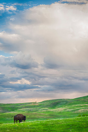 Home on the Range