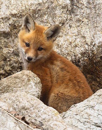 Fox Kit